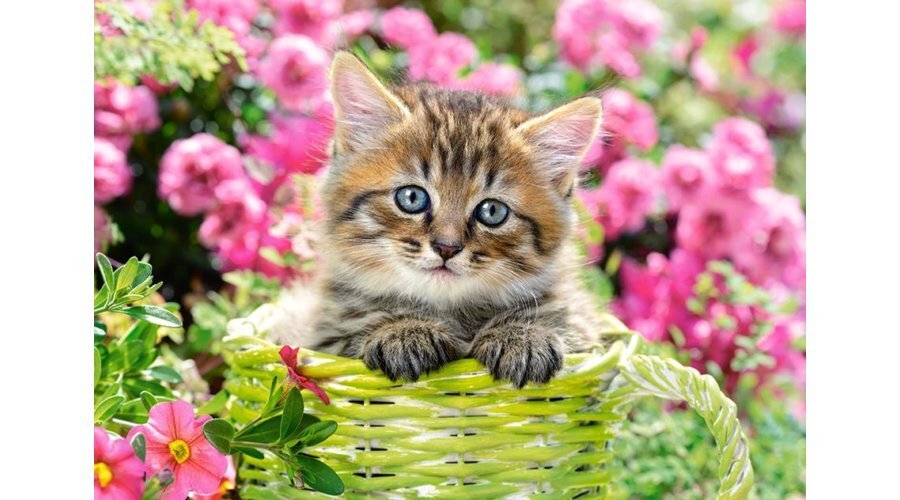 Dėlionė Castorland Puzzle Kitten in Flower Garden, 500 d. цена и информация | Dėlionės (puzzle) | pigu.lt