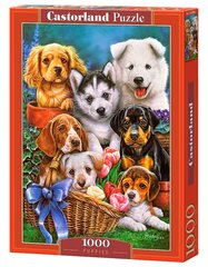 Пазл Castorland Puppies, 1000 ч. цена и информация | Пазлы | pigu.lt