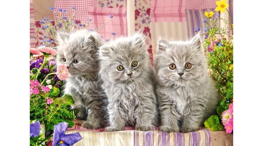 Dėlionė Puzzle Castorland Three Grey Kittens 260 det. цена и информация | Dėlionės (puzzle) | pigu.lt