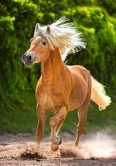 Dėlionė Castorland "Running Haflinger", 500 d. kaina ir informacija | Dėlionės (puzzle) | pigu.lt