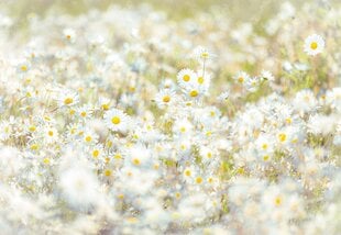 Daisies цена и информация | Фотообои с инструментом и клеем - Бежевые листья эвкалипта, 400x280 см | pigu.lt