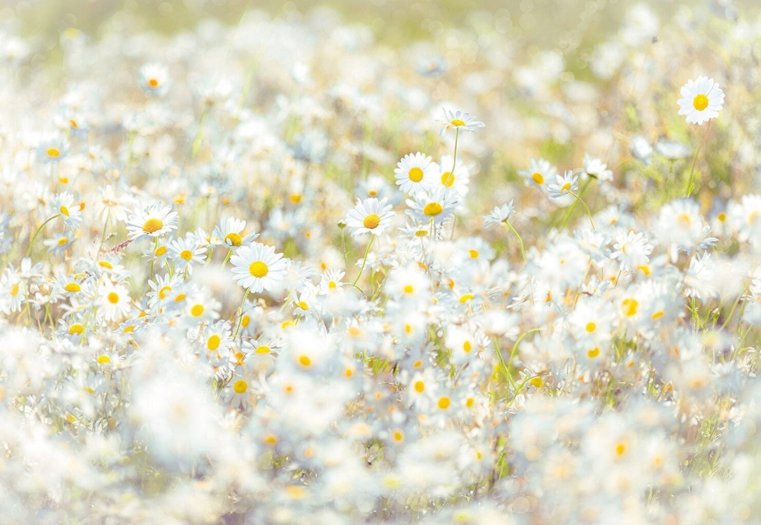 Daisies kaina ir informacija | Fototapetai | pigu.lt