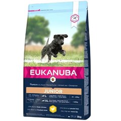 Eukanuba Developing Junior Large Breed šunims su vištiena, 3 kg kaina ir informacija | Sausas maistas šunims | pigu.lt