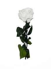 Stabilizuota mini rožė Amorosa Balta цена и информация | Спящие стабилизированные розы, растения | pigu.lt