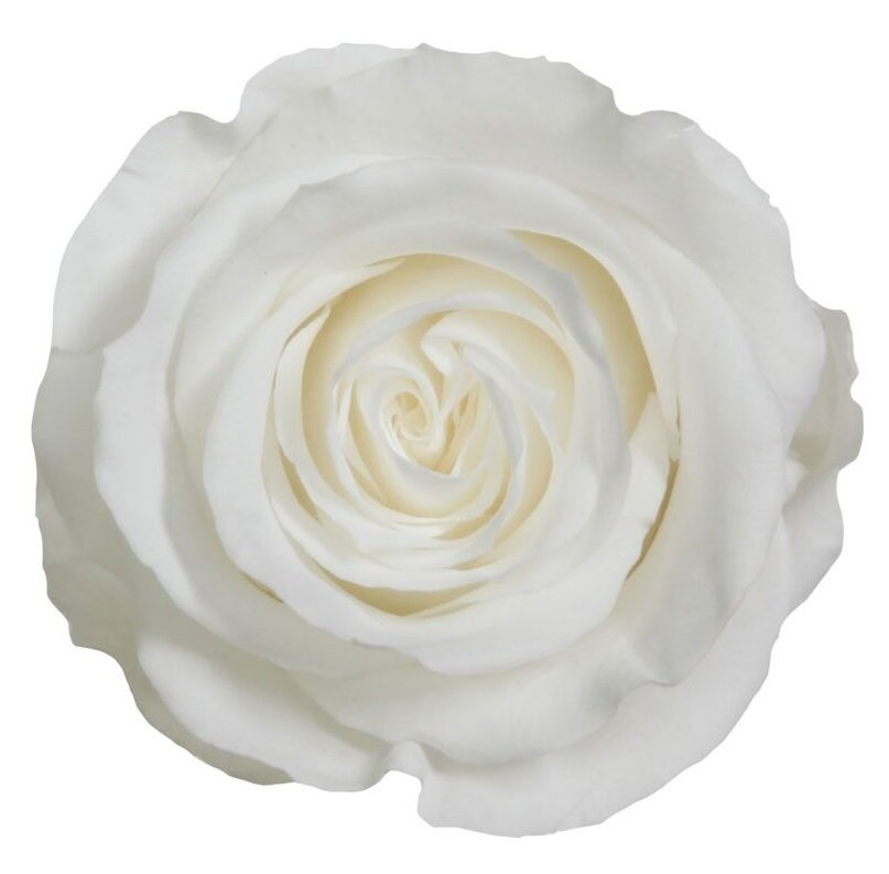 Stabilizuota mini rožė Amorosa Balta цена и информация | Miegančios rožės, stabilizuoti augalai | pigu.lt