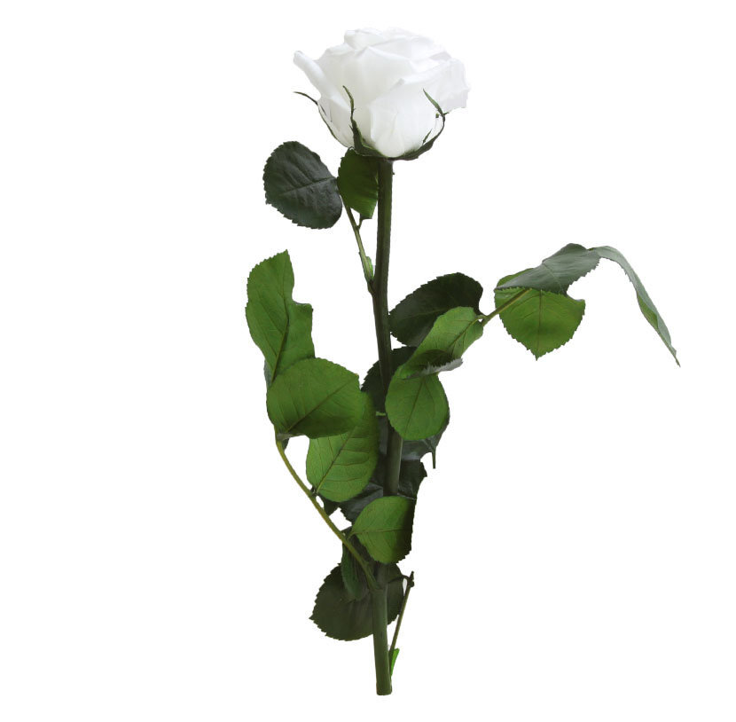 Stabilizuota mini rožė Amorosa Balta цена и информация | Miegančios rožės, stabilizuoti augalai | pigu.lt