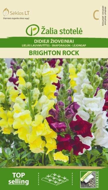 Didieji žioveniai Brighton Rock kaina ir informacija | Gėlių sėklos | pigu.lt