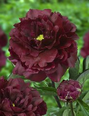 Большой пион Black Bauty 1шт. цена и информация | Луковицы цветов | pigu.lt
