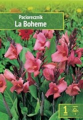 Канна индийская La Boheme цена и информация | Луковицы цветов | pigu.lt