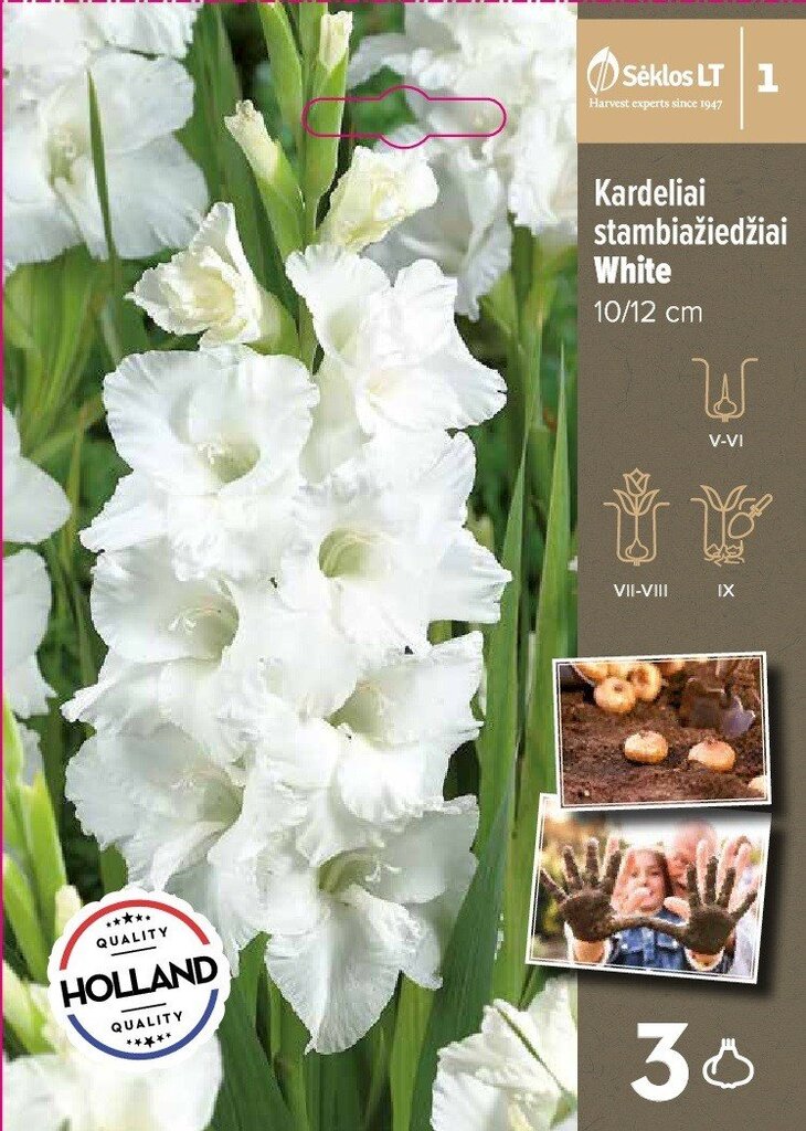 Didžiažiedžiai kardeliai White цена и информация | Gėlių svogūnėliai | pigu.lt