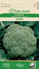 Brokoliai Cezar kaina ir informacija | Daržovių, uogų sėklos | pigu.lt