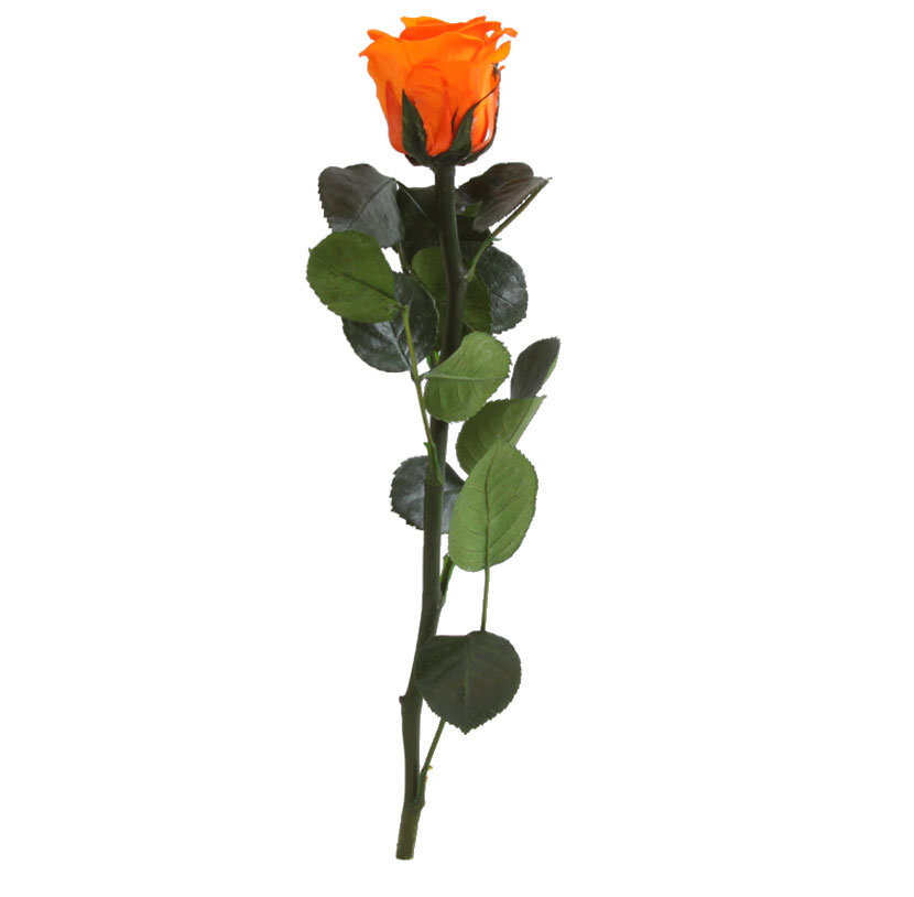 Stabilizuota mini rožė Amorosa Oranžinė kaina ir informacija | Miegančios rožės, stabilizuoti augalai | pigu.lt