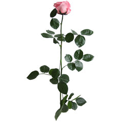 Stabilizuota rožė Amorosa Rožinė   цена и информация | Спящие стабилизированные розы, растения | pigu.lt