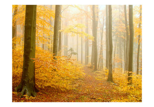 Fototapetas - forest - autumn цена и информация | Фотообои | pigu.lt