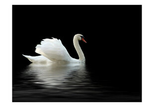 Fototapetas - swan (black and white) kaina ir informacija | Fototapetai | pigu.lt