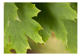 Fototapetas - Leaves kaina ir informacija | Fototapetai | pigu.lt