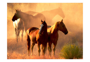 Fototapetas - Wild horses of the steppe kaina ir informacija | Fototapetai | pigu.lt