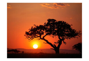 Fototapetas - Africa: sunset цена и информация | Фотообои | pigu.lt