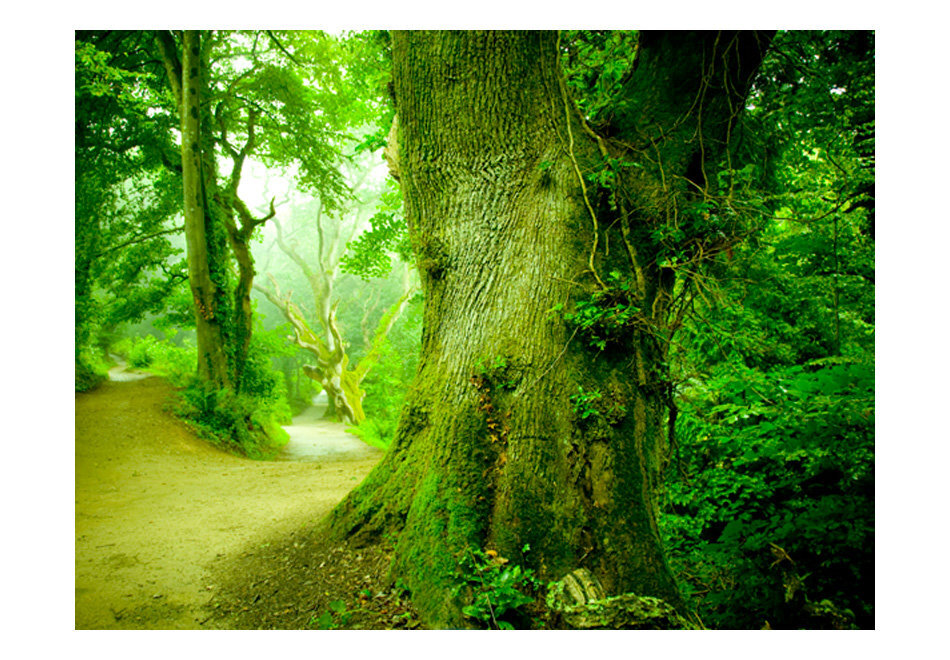 Fototapetas - Forest pathway kaina ir informacija | Fototapetai | pigu.lt