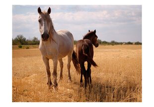 Fototapetas - Horse and foal kaina ir informacija | Fototapetai | pigu.lt