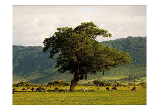 Fototapetas - In a crater of Ngoro ngoro kaina ir informacija | Fototapetai | pigu.lt