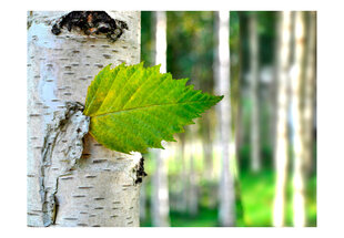 Fototapetas - Birch leaf цена и информация | Фотообои | pigu.lt