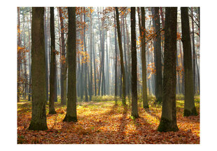 Fototapetas - Autumn trees kaina ir informacija | Fototapetai | pigu.lt