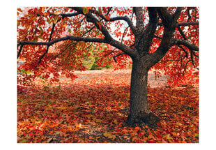 Fototapetas - Tree in fall цена и информация | Фотообои | pigu.lt