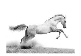 Fototapetas - White gallop kaina ir informacija | Fototapetai | pigu.lt