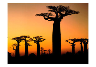 Fototapetas - African baobab trees kaina ir informacija | Fototapetai | pigu.lt