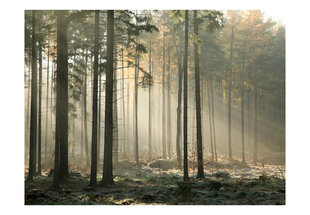 Fototapetas - Foggy November morning цена и информация | Фотообои с инструментом и клеем - Бежевые листья эвкалипта, 400x280 см | pigu.lt