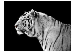 Fototapetas - White tiger цена и информация | Фотообои | pigu.lt