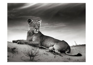 Fototapetas - Black and white lioness kaina ir informacija | Fototapetai | pigu.lt