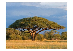 Fototapetas - African acacia tree, Hwange National Park, Zimbabwe цена и информация | Фотообои | pigu.lt