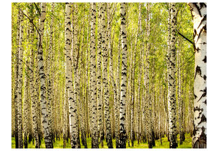 Fototapetas - Birch forest цена и информация | Фотообои с инструментом и клеем - Бежевые листья эвкалипта, 400x280 см | pigu.lt