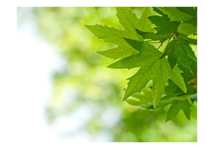 Fototapetas - leaves (Shallow focus) kaina ir informacija | Fototapetai | pigu.lt