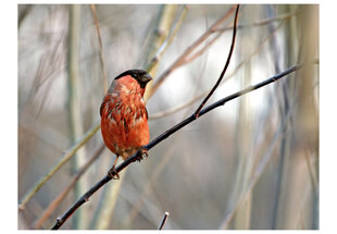 Fototapetas - Bullfinch in the forest kaina ir informacija | Fototapetai | pigu.lt
