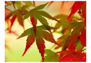 Fototapetas - Colourful leaves kaina ir informacija | Fototapetai | pigu.lt