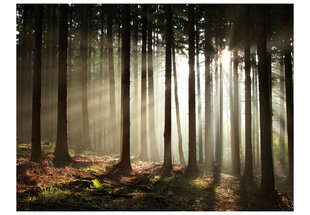 Fototapetas - Coniferous forest цена и информация | Фотообои | pigu.lt