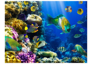 Fototapetas - Underwater paradise цена и информация | Фотообои | pigu.lt
