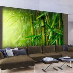 Fototapetas - jungle - bamboo kaina ir informacija | Fototapetai | pigu.lt