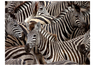 Fototapetas - Herd of zebras цена и информация | Фотообои | pigu.lt