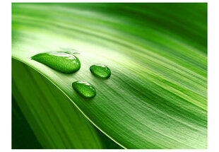 Fototapetas - Leaf and three drops of water цена и информация | Фотообои | pigu.lt