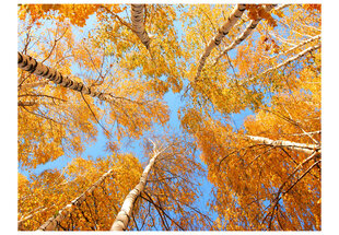 Fototapetas - Autumnal treetops kaina ir informacija | Fototapetai | pigu.lt