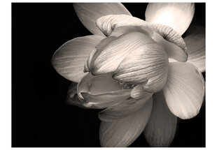 Fototapetas - Lotus flower цена и информация | Фотообои | pigu.lt