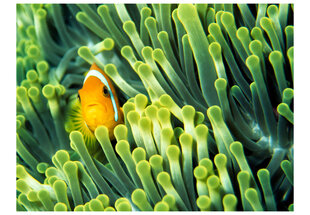 Fototapetas - Anemonefish цена и информация | Фотообои | pigu.lt