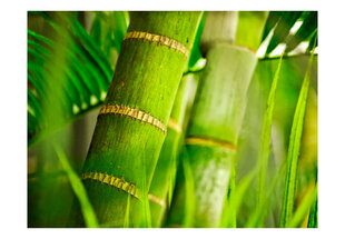 Fototapetas - bamboo - detail kaina ir informacija | Fototapetai | pigu.lt