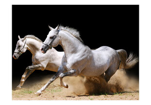 Fototapetas - Galloping horses on the sand kaina ir informacija | Fototapetai | pigu.lt