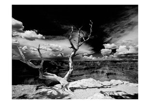 Fototapetas - Grand Canyon tree kaina ir informacija | Fototapetai | pigu.lt