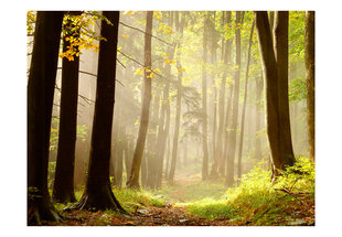 Fototapetas - Mysterious forest path kaina ir informacija | Fototapetai | pigu.lt